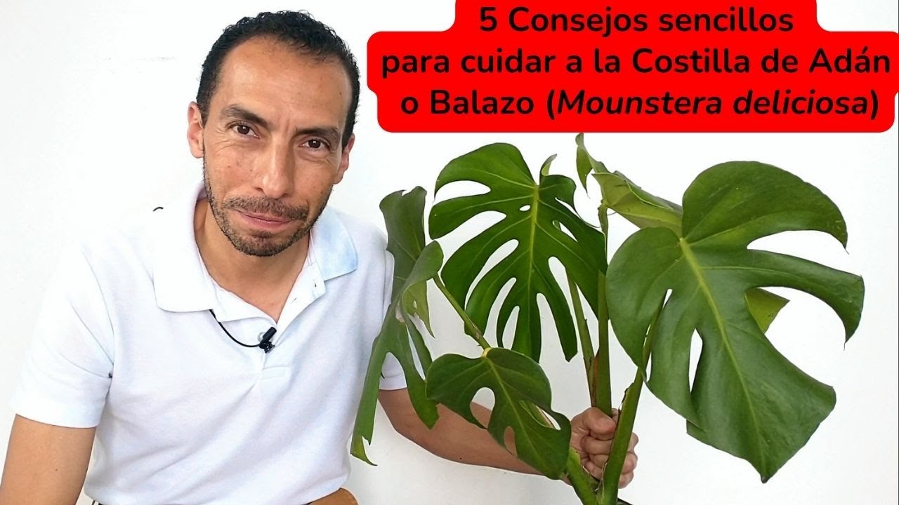 5 Consejos sencillos para cuidar a la Costilla de Adán o Balazo (Mounstera deliciosa)