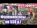 ШИКАРНЫЙ ПРИВОЗ ОРХИДЕЙ в Леруа Мерлен на пр. Испытателей 07.07.21 ПРАЗДНИК ЦЕН! Отличное качество.