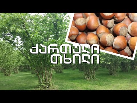 ვიდეო: თხილი