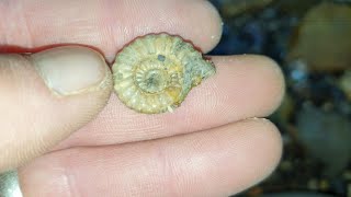 Fossil hunting in lyme regis for pyrite ammonites feb 2024