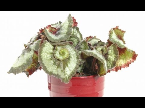 Variedades de begonias rex - Jardinería - YouTube