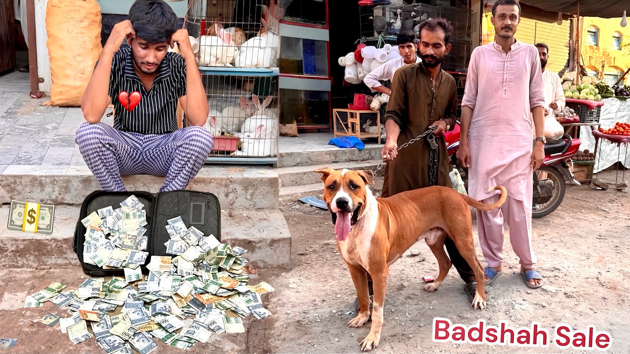 TANG AA KR PET MARKET MIAN BULLY DOG SALE KR DIYA💔