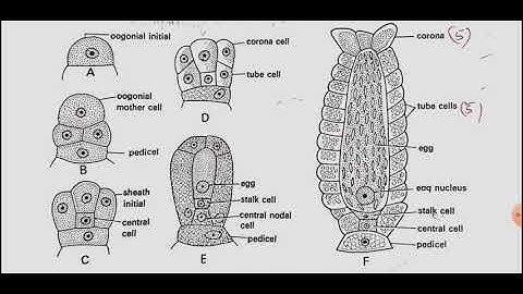 Chara Reproduction Part 2