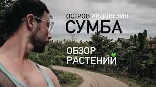 Прогулка по острову Сумба. Обзор растительной жизни Индонезии