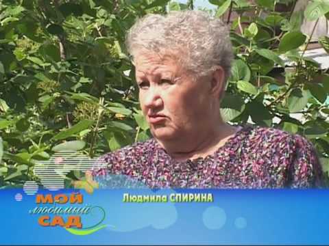 Мой любимый сад. Выпуск 51