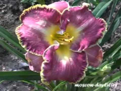 Video: Daylily'nin Tıbbi Amacı