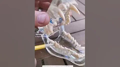 Rottweilers teeth explained by Gerard O'shea
