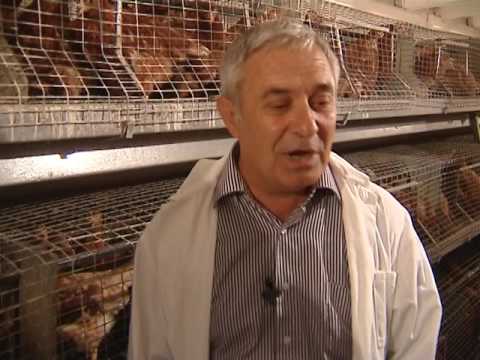 ''ჩვენი ფერმა\" დავით ბირკაძესთან-სავენეთის მეფრინველეობის კომპლექსი