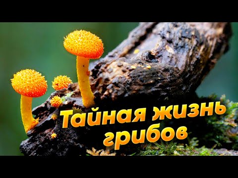 Видео: Тайная жизнь грибов