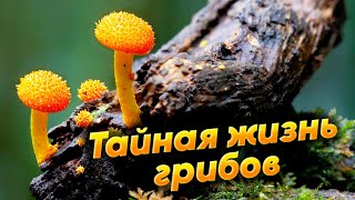 Тайная жизнь грибов