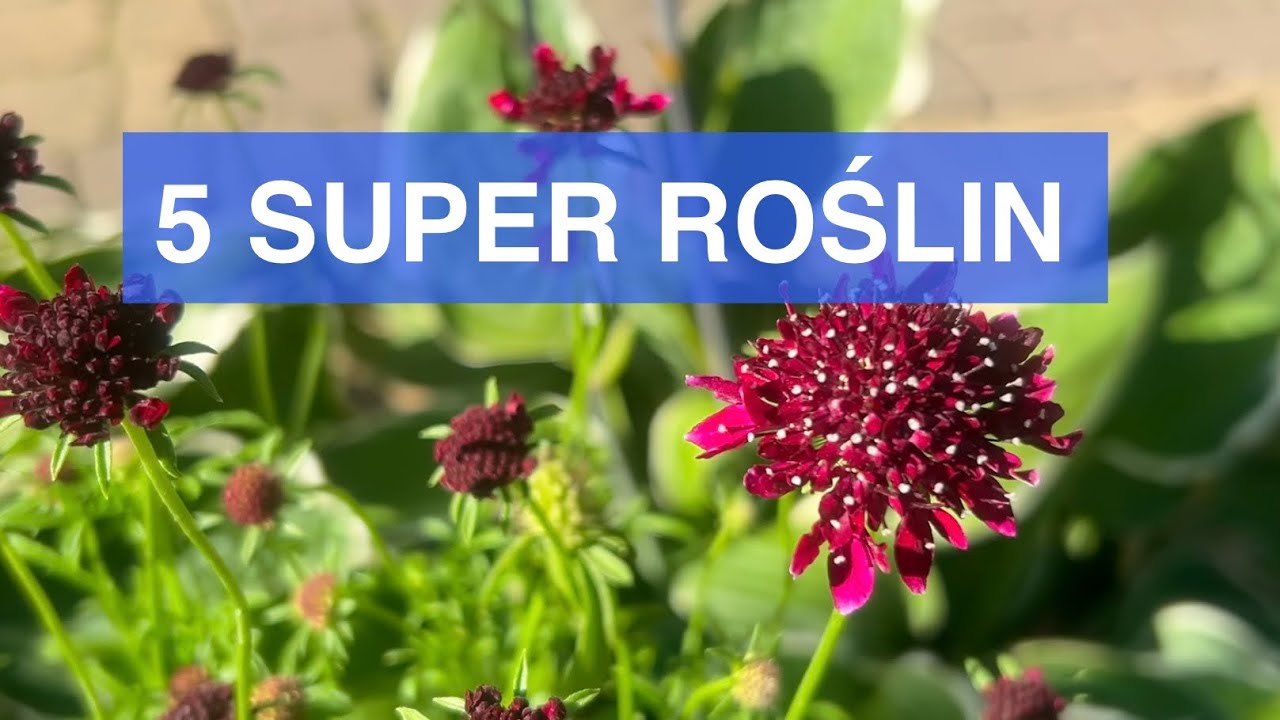 Zasadź raz, ciesz się zawsze. Moja złota piątka bylin. 