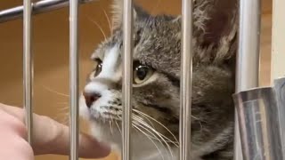 Shelter cat makes saddest face to get adopted