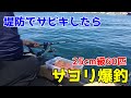 堤防でサビキしたらサヨリ爆釣 の動画、YouTube動画。