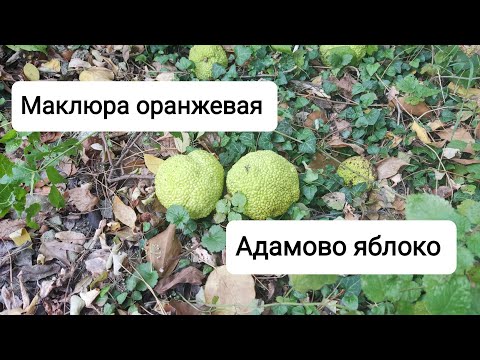 Маклюра. Адамово яблоко. Лжеапельсин. Где растёт.