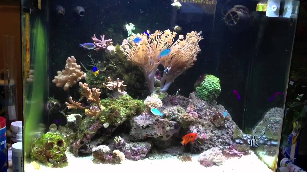 Mein Red Sea Max 130D - YouTube