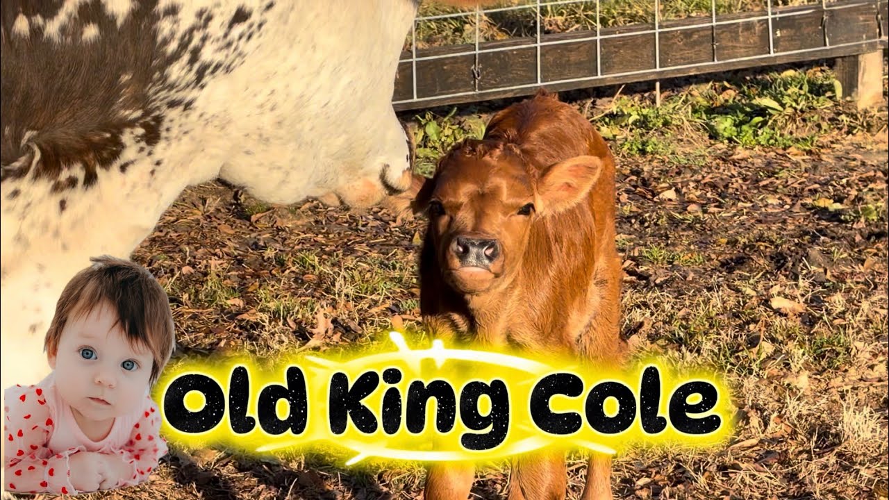 Letting the Longhorn Herd Meet the New Guy