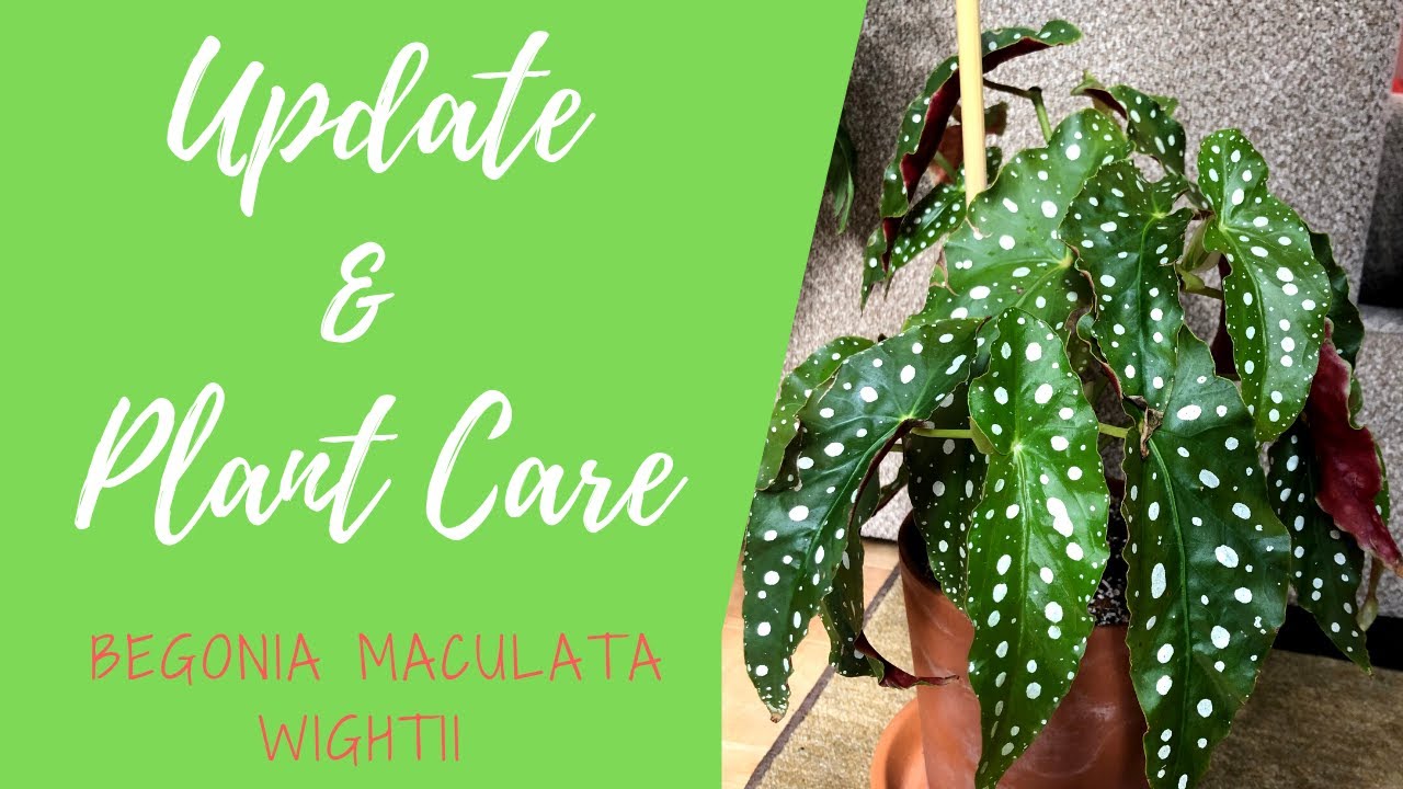 Begonia Maculata Wightii Update and Plant Care Tips YouTube