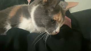 Grumpy 15 year old Calico Cat Hates being cuddled by JOANNA AUD 199 views 2 months ago 14 seconds