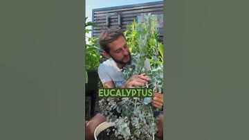 You can grow Eucalyptus in pots & here is what to do with it 🌿 #eucalyptus #gardening #garden