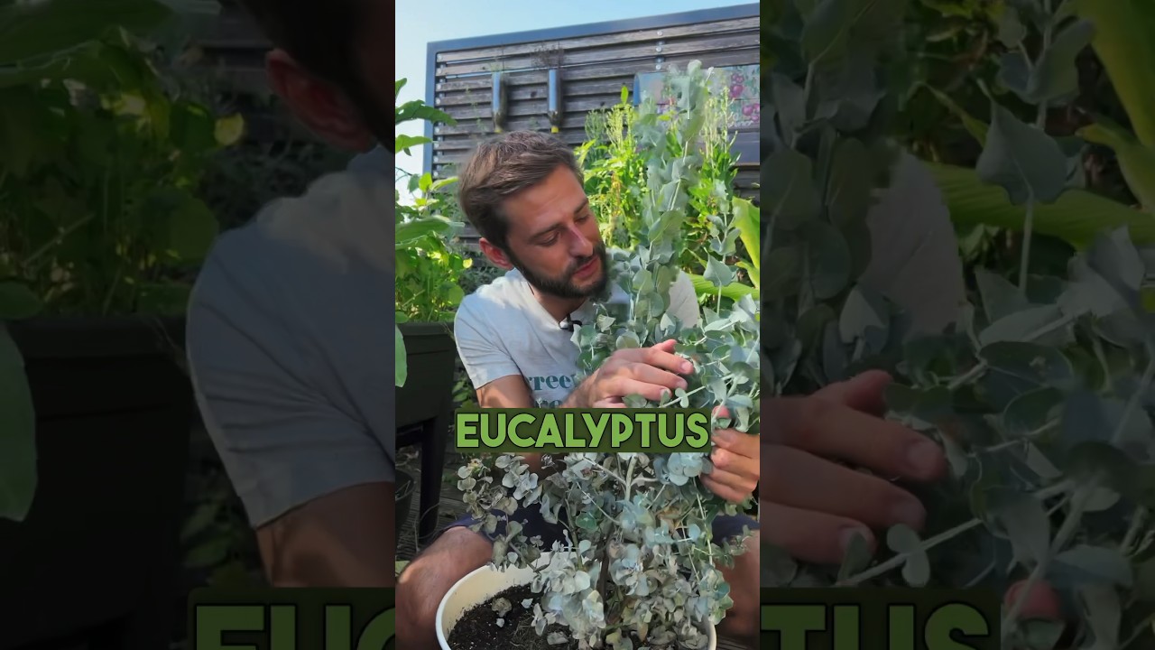 You can grow Eucalyptus in pots & here is what to do with it 🌿 