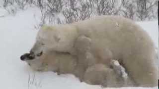worlds best polar bear viewing