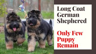 German shepherd puppies price in india|long coat german shepherd puppies for sale|Dogsbreedofficial