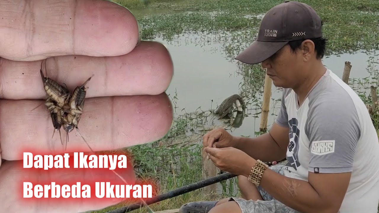 Umpan Ikan Betok Pakai Jangkrik untuk Mancing Liar yang Seru Umpan Ikan Betok Pakai Jangkrik untuk Mancing Liar yang Seru