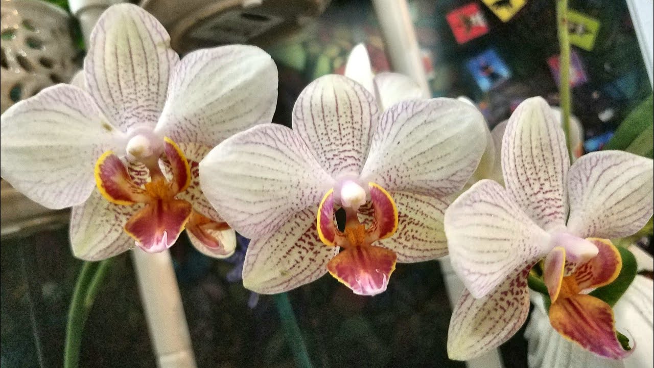 Orquídeas y sus Hojas ¿Cómo limpiarlas? ║Orquídeas en el mundo