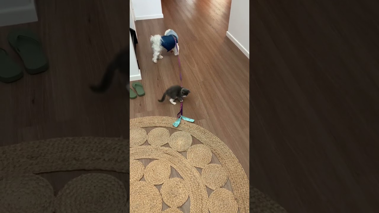 Little Romeo wants a play mate