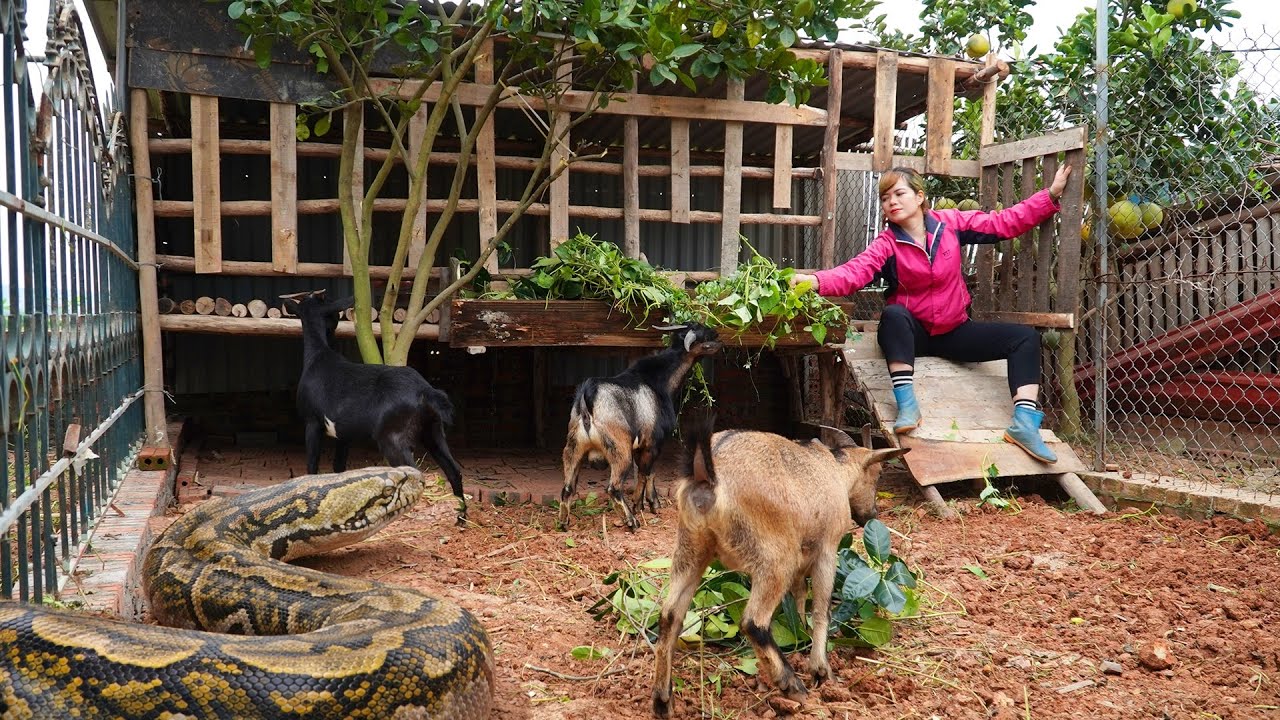 72 Hours of Hunting:Giant Python Unexpectedly Attack Herd of Goat,A Moment of Chaos Across the Farm