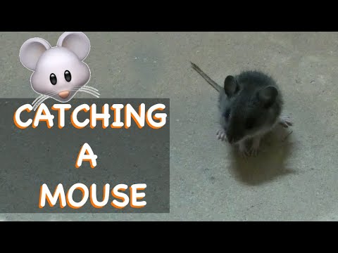 🐭 Catching a mouse by hand 🤚 