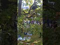 #travel #live #tree #help #school