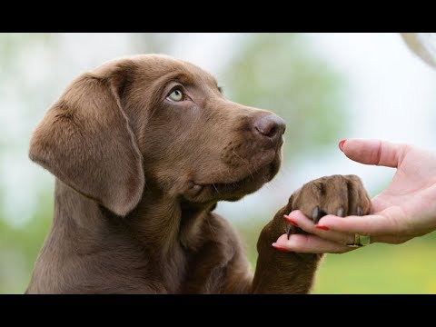 Que significa soñar con un perro