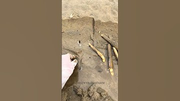 Cách thu hoạch ốc móng tay #shorts