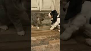 Funny Cat And Dog Videos Mirthful Meows 🤣🐱#shorts