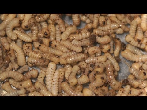 カミキリムシの幼虫を踊り食い Larvae Of Long Horned Beetle Is Delicious Youtube