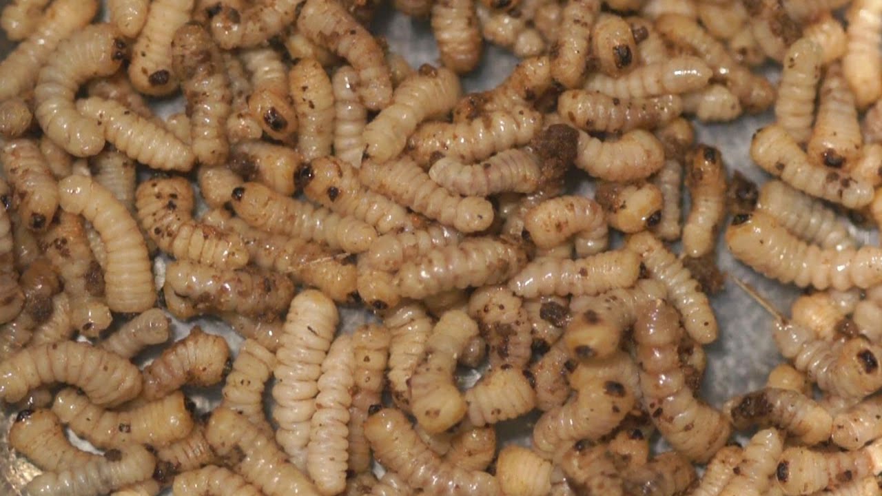 カミキリムシの幼虫を踊り食い Larvae Of Long Horned Beetle Is Delicious Youtube