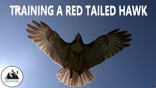 TRAINING A RED TAILED HAWK FOR FALCONRY ACR Outdoors
