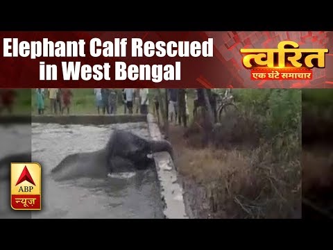 Twarit Sukh: Elephant Calf Rescued By Forest Department From a