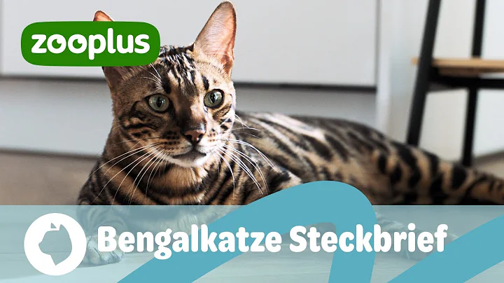 Watch the video about Bengalkatze Steckbrief