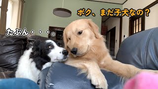 まるで本物の兄弟のように寄り添うゴールデンレトリバーとボーダーコリーが可愛すぎた【大型犬の子犬と暮らす】 by ゴールデンレトリバーはるしこ / Golden Retriever Harushico 1,993 views 2 months ago 8 minutes, 20 seconds