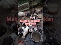kondisi ternak 22/12/2025 #pakanterbaik #entok #duck #rambon #ternak #muscovyduck