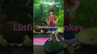 Download Lagu LUTFI THE MONKEY KING PIRATES,#RAJA BAJAK LAUT,#shorts,@mainanbangjay MP3