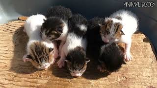 adorable babe kittens by ANIMAL TUBE 314 views 3 months ago 3 minutes, 8 seconds