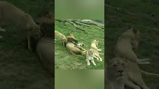 Terror In The City 🤯 #mostpopular #trending #viral #animals #funny #entertaning #animals