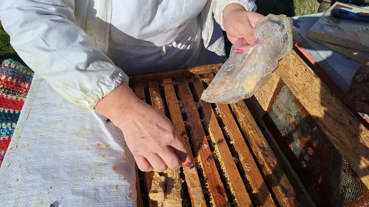 Albine, turtă  super proteica 15.02.2024