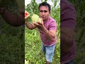 Milho maduro