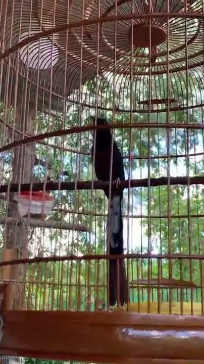 Chòe Lửa Kéo Thuốc Lào Dài Siêu Khủng p2
