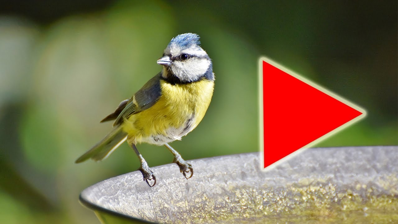 Relaxing Music And Birds Singing Piano Music Background Music Nature