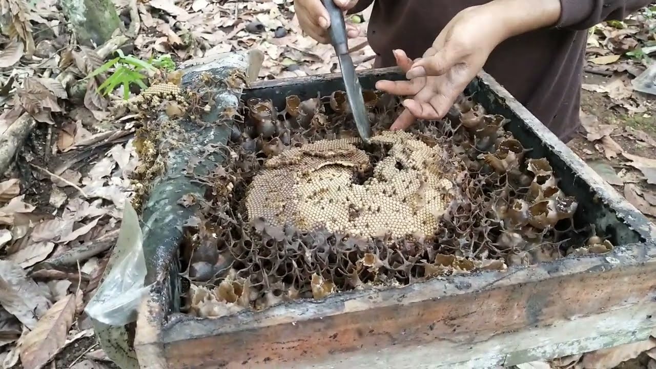 cara pecah koloni trigona itama